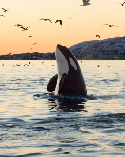 Picture of  Mexico – Mixed Group