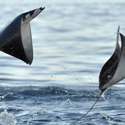 Picture of  Mexico – Mixed Group